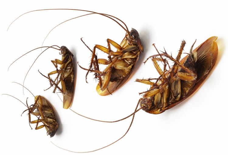 Pest Control in Salem SC
